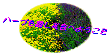 �悤�����n�[�u��